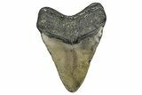 Fossil Megalodon Tooth - North Carolina #349379-1